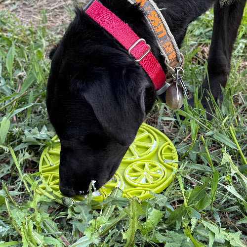 Citrus Suction-Cup Lick Mat for Dogs & Cats