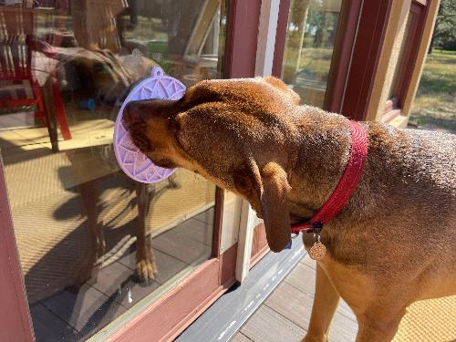 Lotus Suction-Cup Lick Mat for Dogs & Cats