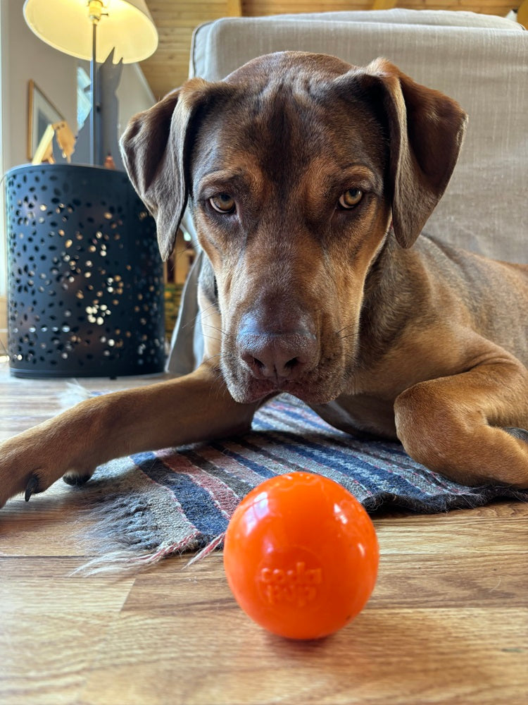 Squeak Ball – Floating Rubber Dog Toy